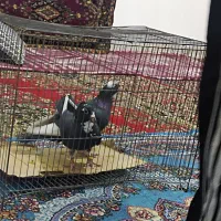سلام   چند جفت پلنگ  دارم کسی خواست در خدمتم