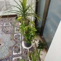 فروش گل به دلیل جابه جایی|گل و گیاه طبیعی|زرند, |دیوار