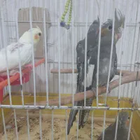 عروس هلندی