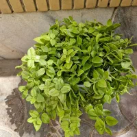قلمه|گل و گیاه طبیعی|مشهد, دانشجو|دیوار