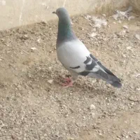 کبوتر سبز|پرنده|سراوان, |دیوار