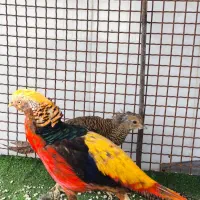 پرنده زینتی - بلژیکی جفت نر و ماده