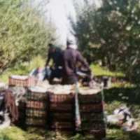 اکیپ کارگر داریم برای باغ و مزرعه|خدمات باغبانی و درختکاری|بروجرد, |دیوار