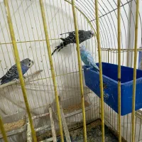 ۳عدد مرغ عشق فروشی|پرنده|ایرانشهر, |دیوار