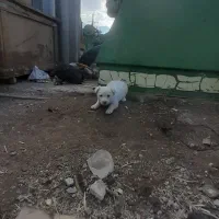 توله ای پا کوتا جیبی