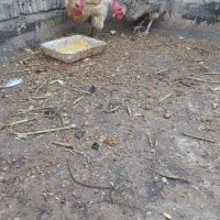 مرغ وخروس رسمی