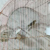 قناری سبز دهن زن|پرنده|خورموج, |دیوار