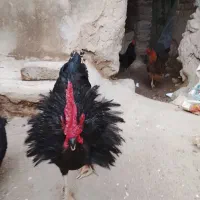 خروس مرند قرسی