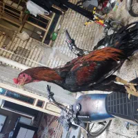 خروس اوشامو|حیوانات مزرعه|دیلم, |دیوار