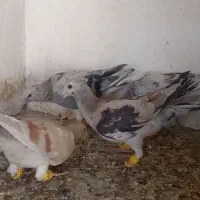 سرور سرای عطیقع طبس