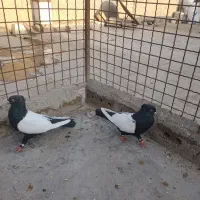 نروماده باهم قیمت ۲۵۰۰|پرنده|نیشابور, دهنو|دیوار