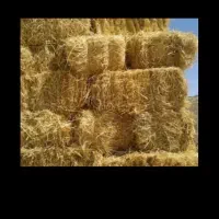 سراچینا، کاه، خشک امساله