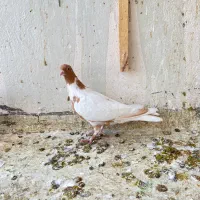 کبوتر پلنگ افغانی|پرنده|سبزوار, ابوریحان|دیوار