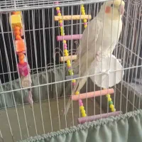 کالسکه.دوچرخه سایز ۱۲.عروس هلندی سخنگو.|کالسکه و لوازم جانبی|اردبیل, |دیوار