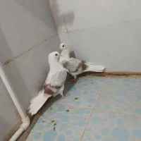 سه عدد جونه.لون|پرنده|دورود, |دیوار