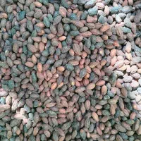 زغال اخته طارم سفلی قزوین