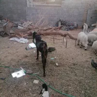 یک عدد نری پلنگی گوشبلند|حیوانات مزرعه|بم, |دیوار