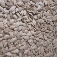 تخمه کدو بو داده درجه یک تضمینی