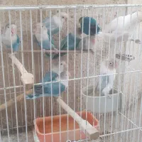 ۱جفت کوتوله به همراه جوجه ها