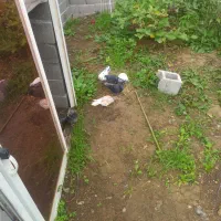 کبوتر مسابقه ای|پرنده|شفت, |دیوار