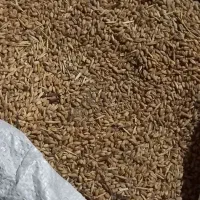 گندم و کاه|خدمات باغبانی و درختکاری|خرمشهر, |دیوار