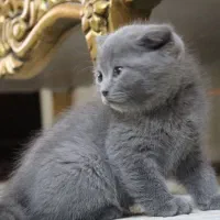 گربه اسکاتیش بلو فولد|گربه|زاهدان, |دیوار