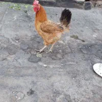 مرغ تخمگذار