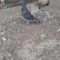 کبوتر پرشی.کود بار|پرنده|سبزوار, شرق کال میانی|دیوار