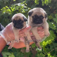 پاگ، یورکشایر، شیواوا پودل و پامر