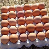 تخم مرغ محلی