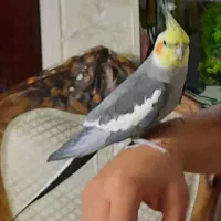 عروس هلندی گمشده|حیوانات|اسلامشهر, شهرک سعیدیه|دیوار