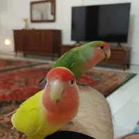 یک جفت طوطی برزیلی|پرنده|قدس, شهر‌قدس|دیوار