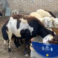 قوچ بروجردی