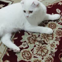 فروش ویژه گدا بهاری گربه اسکاتیش دبل فلد