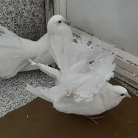 کبوتر سفید دم چتری|پرنده|شاهین دژ, |دیوار