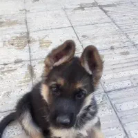 توله ماده و نر ژرمن شپرد|سگ|محمدشهر, محمدشهر|دیوار