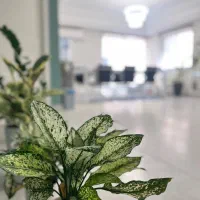 هانیه احمدی تراپیست و روانشناس مشاوره تخصصی آنلاین