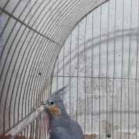 هلندی|پرنده|مسجد سلیمان, |دیوار