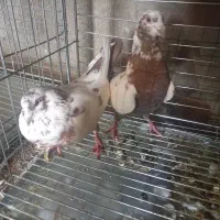 قلمکار|لوازم جانبی حیوانات|یزد, |دیوار