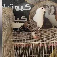 ساده هفرنگ جفتگاه