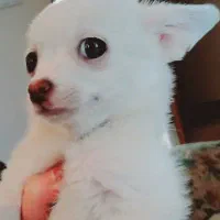 توله سگ چیهواهوا شیواوا
