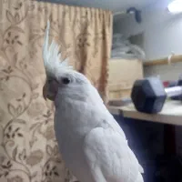 عروس البینو