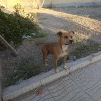 واگذاری سگ بیت بول