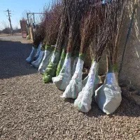 بادام بکار، خیالت از آینده راحت