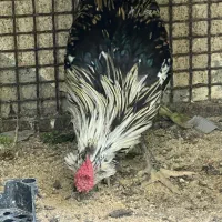 خروس گلین ۵ ماهه|حیوانات مزرعه|شهریار, کهنز|دیوار