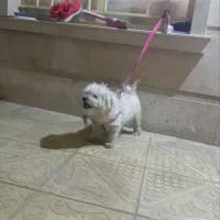 سگ شیتزو|سگ|میاندوآب, |دیوار