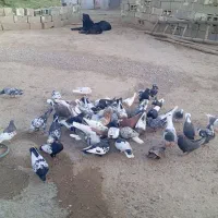 دسته کفتری بی عیب خوب همه رنگ همه مدل|پرنده|شیراز, ارم|دیوار