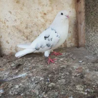 یه جفت کفتر پرشی