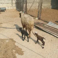 میش دوقلو با دو بره نر|حیوانات مزرعه|برازجان, |دیوار