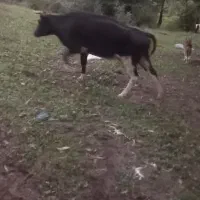 گاو و گوساله|حیوانات مزرعه|فاضل آباد, |دیوار